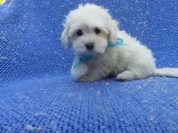 Leo, a male Maltese for sale in La Habra Heights, CA – 2 of 2