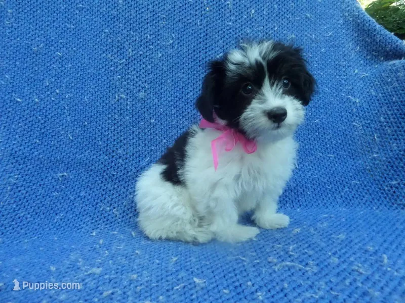 Ace – Mal Shi puppy for sale in La Habra Heights, CA