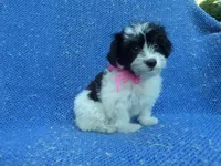 Ace, a male Mal Shi for sale in La Habra Heights, CA – 1 of 1