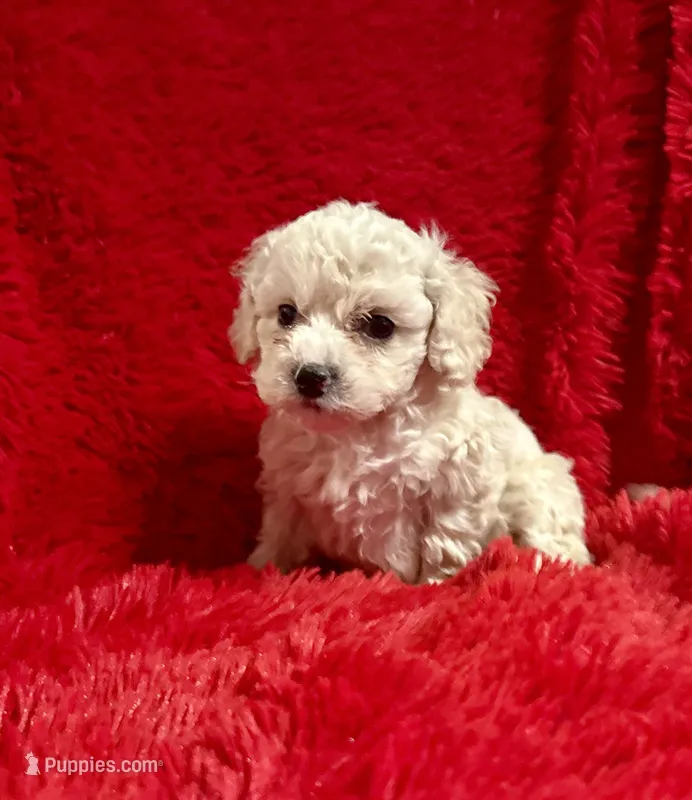 Sam – Maltipoo puppy for sale in La Habra Heights, CA