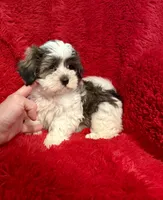 Erick , a male Mal Shi for sale in La Habra Heights, CA – 1 of 2