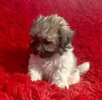 Bella, a female Mal Shi for sale in La Habra Heights, CA – 1 of 2