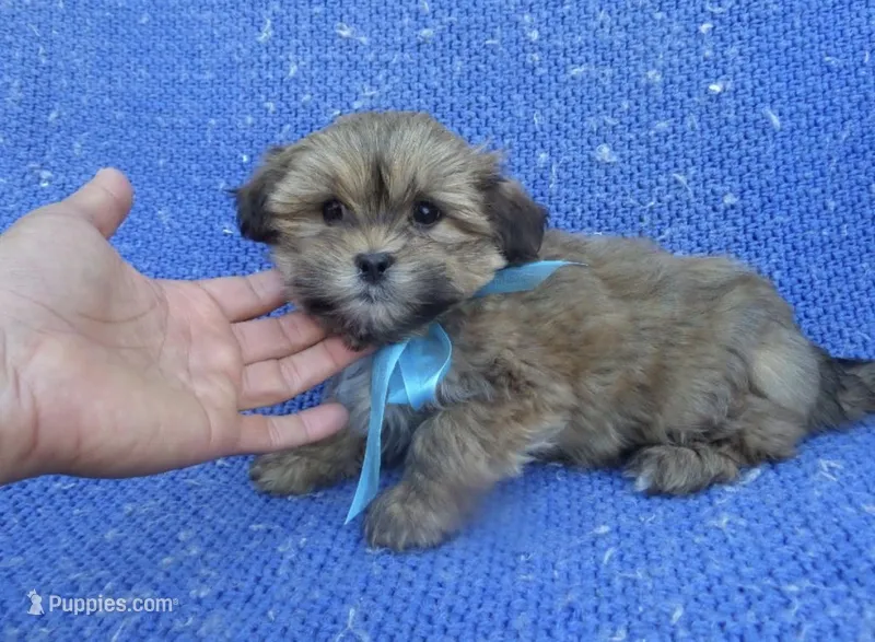 Max – Mal Shi puppy for sale in La Habra Heights, CA