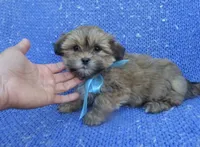 Max, a male Mal Shi for sale in La Habra Heights, CA – 1 of 1