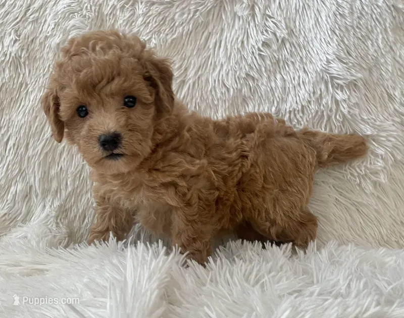 Zoe – Maltipoo puppy for sale in La Habra Heights, CA
