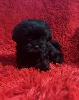 Daisy, a female Shihpoo for sale in La Habra Heights, CA – 1 of 2