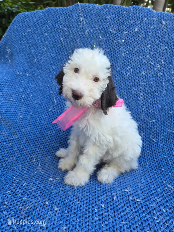 Lola – Poodle - Standard  puppy for sale in La Habra Heights, CA