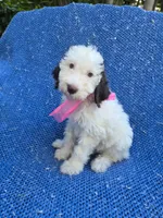 Lola, a female Poodle - Standard  for sale in La Habra Heights, CA – 1 of 1
