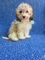 Milo, a male Yorkipoo for sale in La Habra Heights, CA – 1 of 1