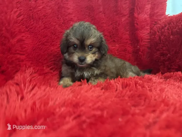 Daisy – Shihpoo puppy for sale in La Habra Heights, CA