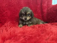 Daisy, a female Shihpoo for sale in La Habra Heights, CA – 1 of 2