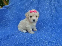 Roxy, a female Maltipoo for sale in La Habra Heights, CA – 1 of 1