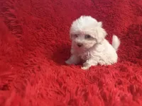 Toby, a male Maltipoo for sale in La Habra Heights, CA – 2 of 2