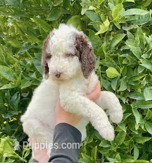 Lola – Poodle - Standard  puppy for sale in La Habra Heights, CA