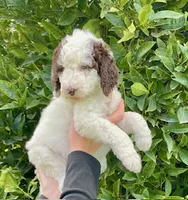 Lola, a female Poodle - Standard  for sale in La Habra Heights, CA – 1 of 2