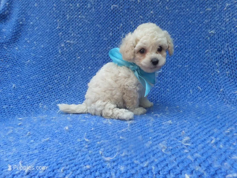 Max – Maltipoo puppy for sale in La Habra Heights, CA