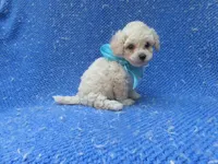 Max, a male Maltipoo for sale in La Habra Heights, CA – 1 of 1