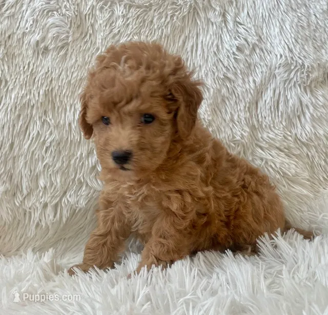 Luna – Poodle - Toy  puppy for sale in La Habra Heights, CA