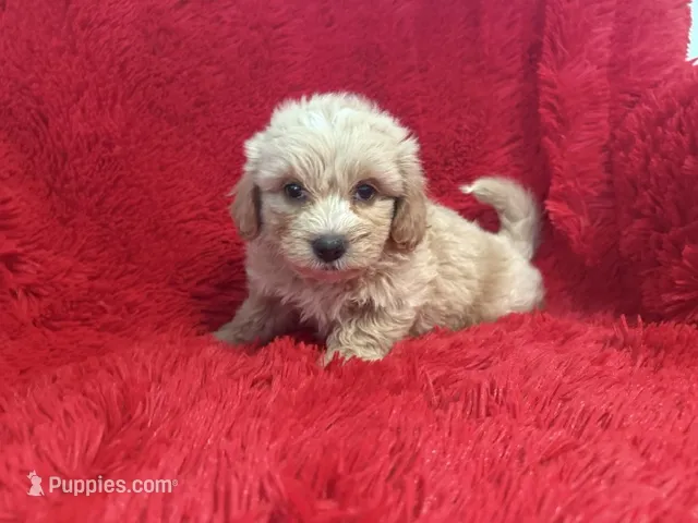Bentley – Shihpoo puppy for sale in La Habra Heights, CA