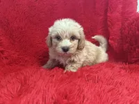 Bentley, a male Shihpoo for sale in La Habra Heights, CA – 1 of 2