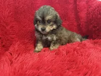 Daisy, a female Shihpoo for sale in La Habra Heights, CA – 2 of 2