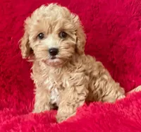 Sam , a male Maltipoo for sale in La Habra Heights, CA – 1 of 1