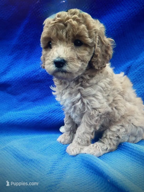 Leo – Poodle - Toy  puppy for sale in La Habra Heights, CA