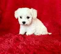 Zoe, a female Maltipoo for sale in La Habra Heights, CA – 1 of 1