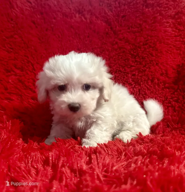 Lily – Maltipoo puppy for sale in La Habra Heights, CA