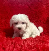 Lily, a female Maltipoo for sale in La Habra Heights, CA – 1 of 2