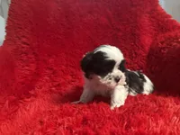 Stella , a female Shihpoo for sale in La Habra Heights, CA – 1 of 2