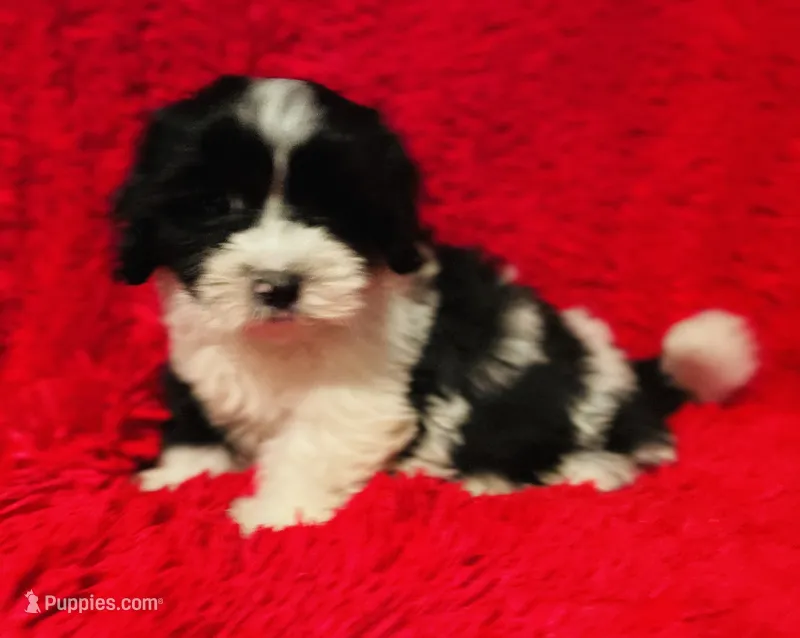 Milo – Mal Shi puppy for sale in La Habra Heights, CA