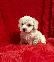 Max, a male Maltipoo for sale in La Habra Heights, CA – 2 of 2
