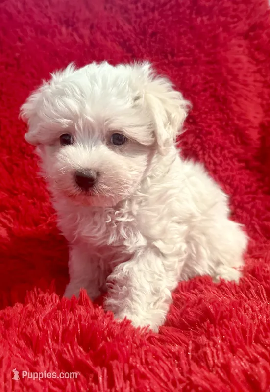 Toby – Maltipoo puppy for sale in La Habra Heights, CA