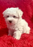 Toby, a male Maltipoo for sale in La Habra Heights, CA – 1 of 2