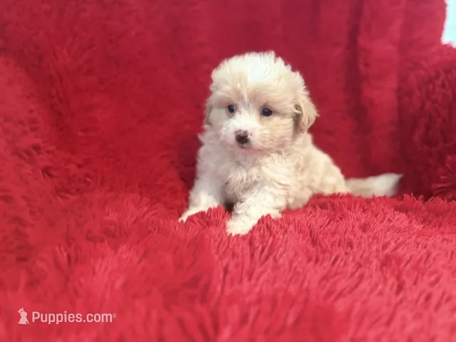 Luna – Shihpoo puppy for sale in La Habra Heights, CA