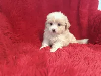 Luna, a female Shihpoo for sale in La Habra Heights, CA – 1 of 2