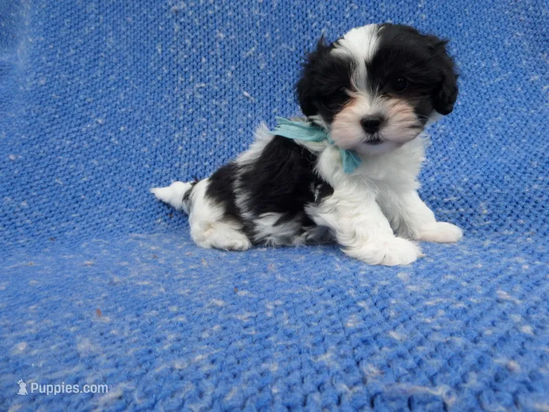 Ace – Mal Shi puppy for sale in La Habra Heights, CA