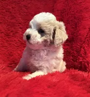 Max, a male Maltipoo for sale in La Habra Heights, CA – 2 of 2