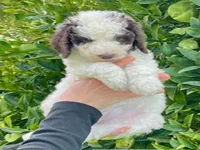 Lola, a female Poodle - Standard  for sale in La Habra Heights, CA – 2 of 2
