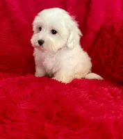 June , a female Maltese for sale in La Habra Heights, CA – 2 of 2