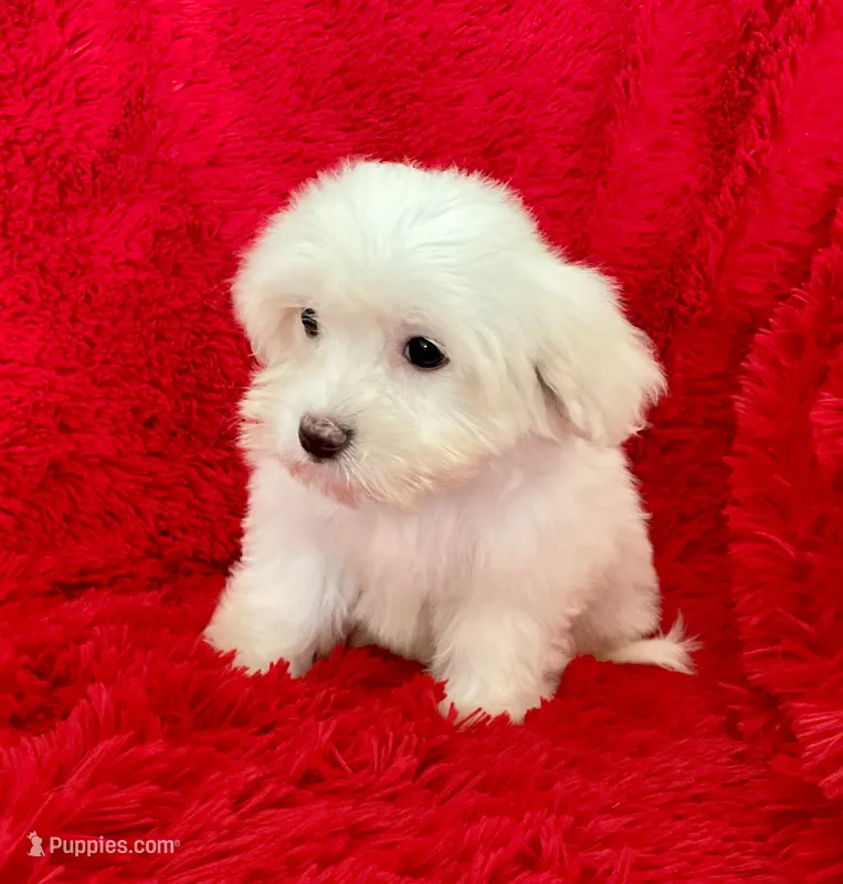 Leo – Maltese puppy for sale in La Habra Heights, CA