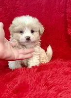 Luna, a female Shihpoo for sale in La Habra Heights, CA – 2 of 2