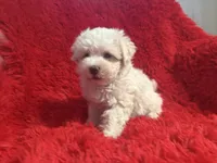 Lilly, a female Maltipoo for sale in La Habra Heights, CA – 2 of 2