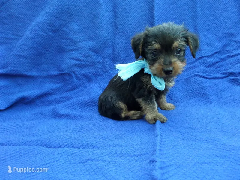 Hunter – Yorkshire Terrier puppy for sale in La Habra Heights, CA