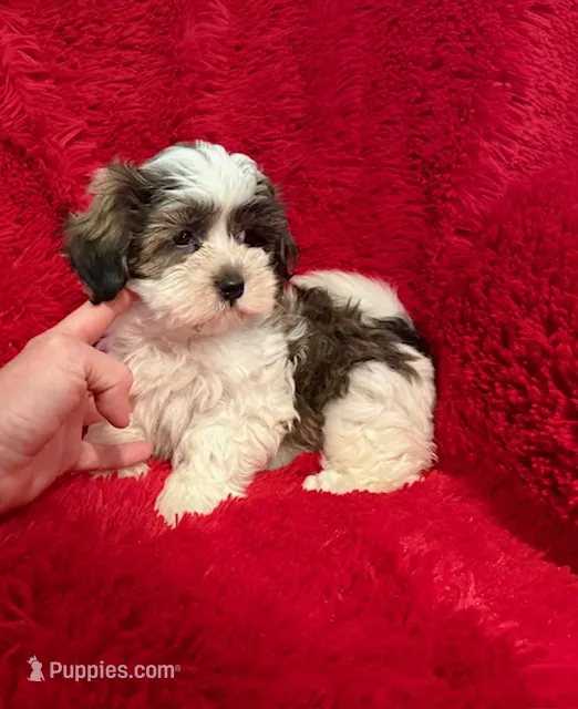 Hunter – Mal Shi puppy for sale in La Habra Heights, CA