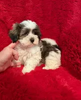 Hunter, a male Mal Shi for sale in La Habra Heights, CA – 1 of 1