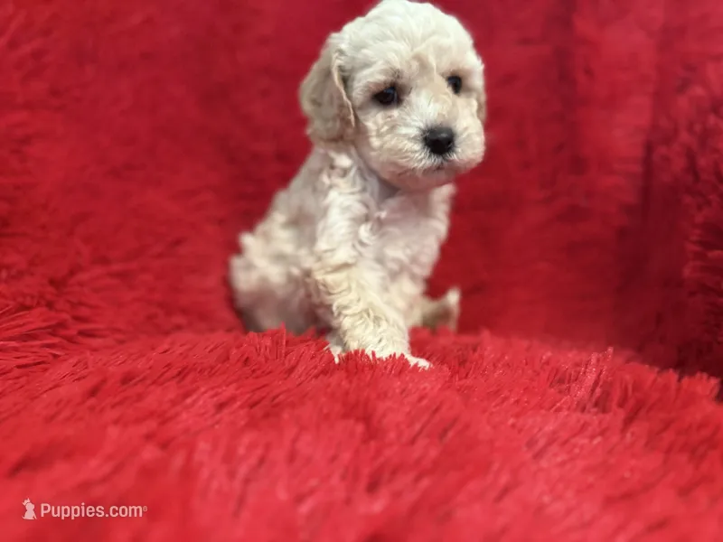 Sam – Poodle - Toy  puppy for sale in La Habra Heights, CA