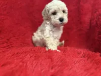 Sam, a male Poodle - Toy  for sale in La Habra Heights, CA – 1 of 1