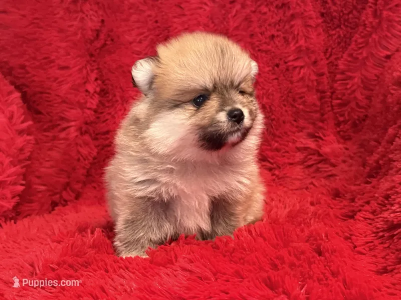 Bear – Pomeranian puppy for sale in La Habra Heights, CA
